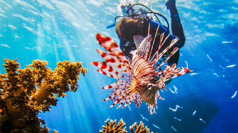 Snorkeling Egypt