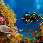 Snorkeling Egypt